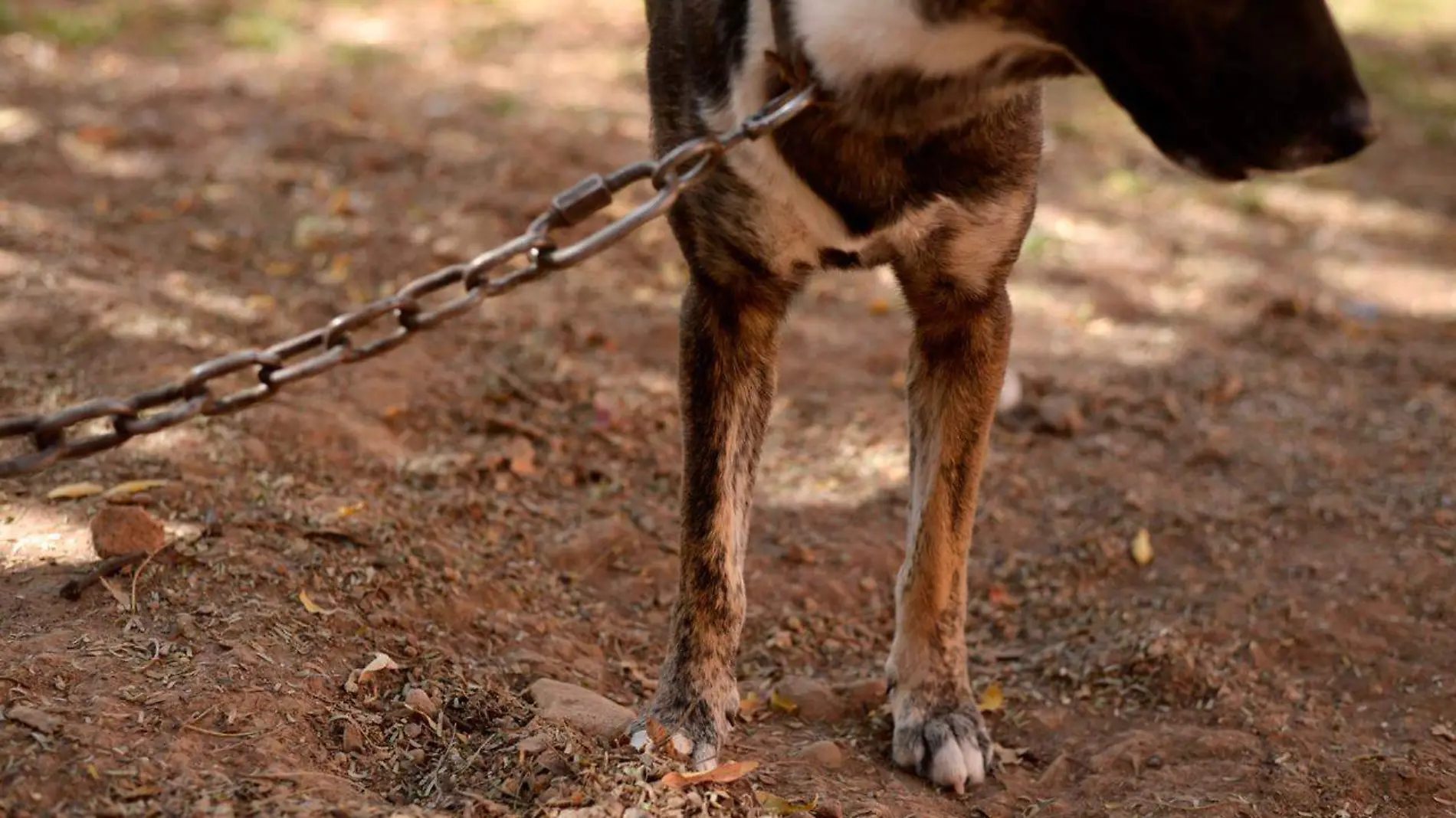 maltrato animal perro perrito